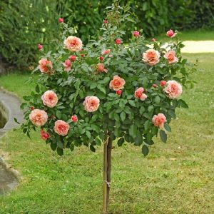 Rose arbusto Rose arbusto